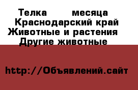 Телка, 2, 5 месяца - Краснодарский край Животные и растения » Другие животные   